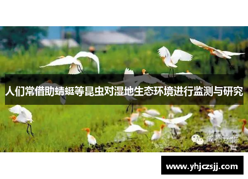 人们常借助蜻蜓等昆虫对湿地生态环境进行监测与研究